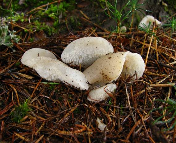 pajelenka želatínová (Rosolozub huspenitý) Pseudohydnum gelatinosum (Scop.) P. Karst.