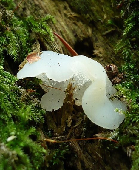 pajelenka želatínová Pseudohydnum gelatinosum (Scop.) P. Karst.