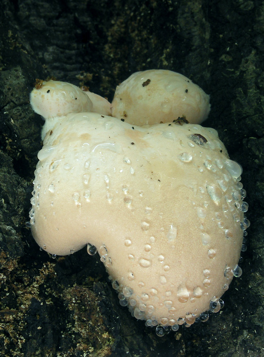 sieťnatka obyčajná Reticularia lycoperdon Bull.