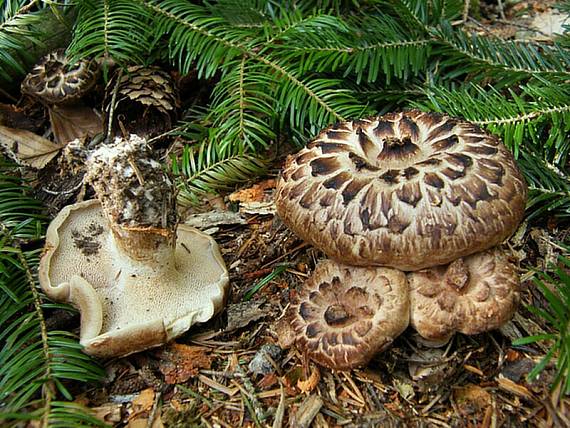 jelenkovec škridlicovitý Sarcodon imbricatus (L.) P. Karst.