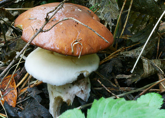 masliak obyčajný Suillus luteus (L.) Roussel