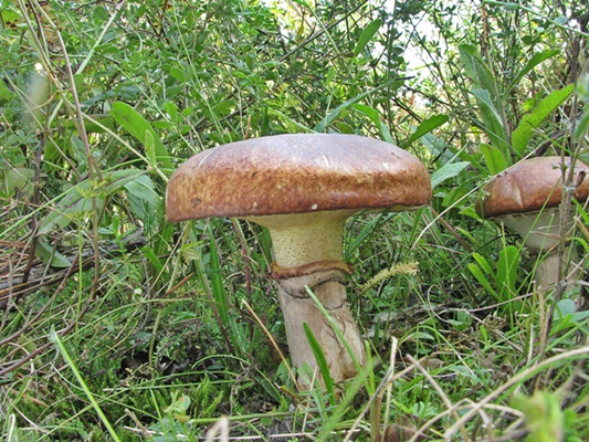 masliak obyčajný Suillus luteus (L.) Roussel