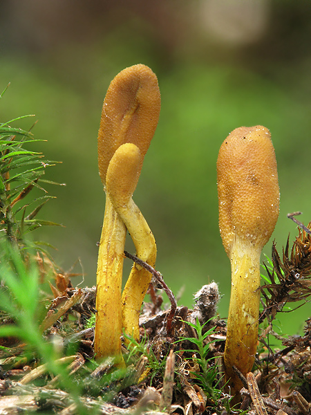 žezlovka srnková Tolypocladium ophioglossoides (J.F. Gmel.) Quandt, Kepler & Spatafora