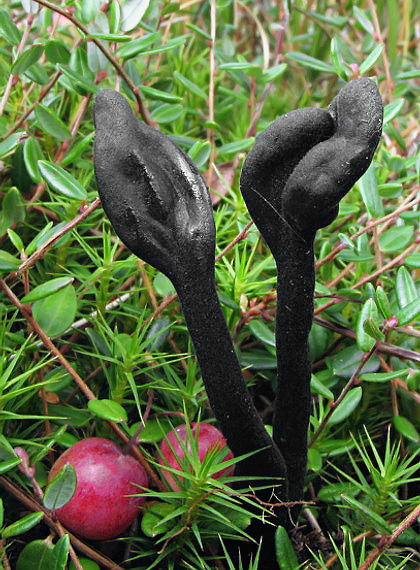 pajazýček Walterov Trichoglossum walteri (Berk.) E.J. Durand