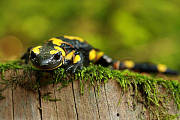 salamandra škvrnitá