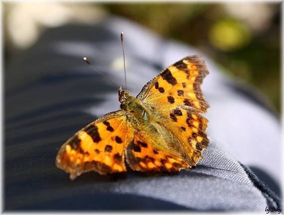 polygonia C-AlbumOrava