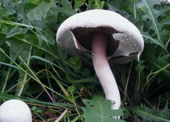 pečiarka ovčia Agaricus arvensis Schaeff.