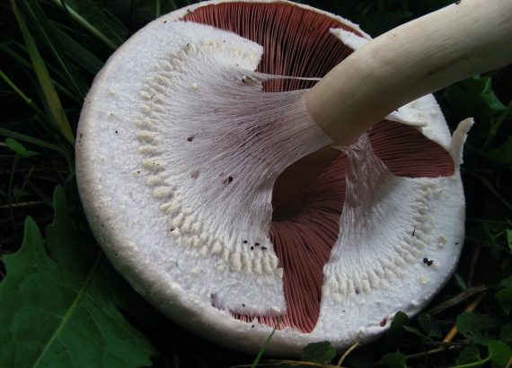 pečiarka ovčia Agaricus arvensis Schaeff.