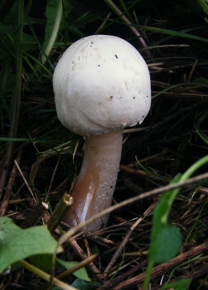 pečiarka ovčia Agaricus arvensis Schaeff.