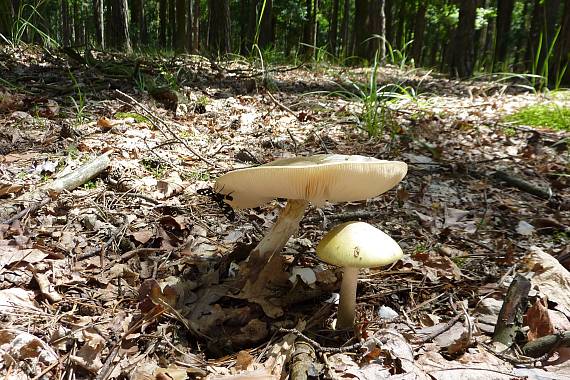 muchotrávka zelená Amanita phalloides (Vaill. ex Fr.) Link