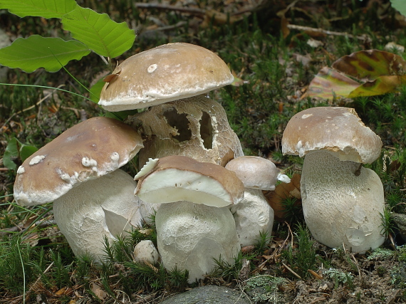 hríb smrekový Boletus edulis Bull.