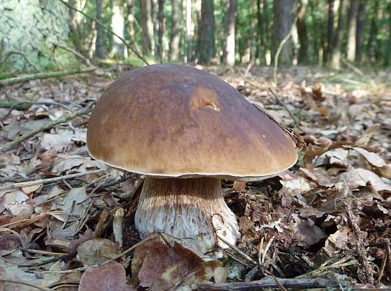 hríb smrekový Boletus edulis Bull.