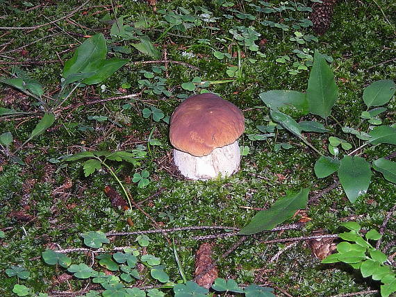 hríb smrekový Boletus edulis Bull.