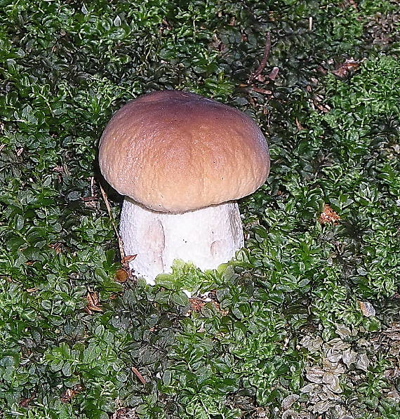 hríb smrekový Boletus edulis Bull.