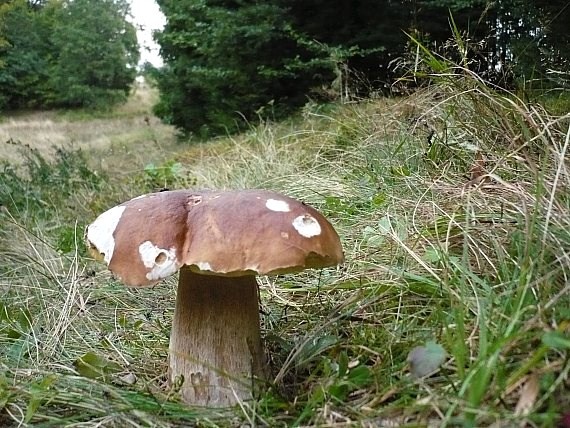 hríb smrekový Boletus edulis Bull.