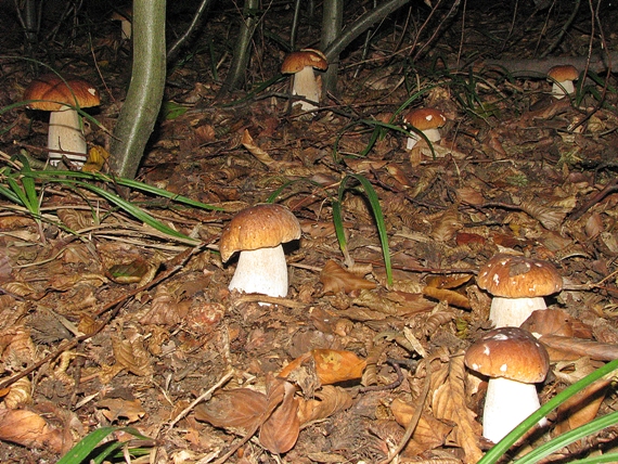 hríb smrekový Boletus edulis Bull.