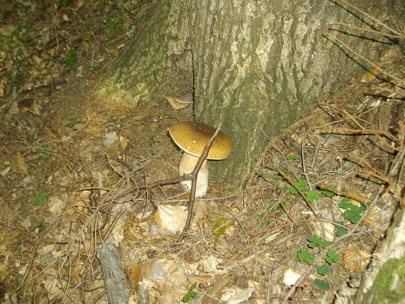 hríb dubový Boletus reticulatus Schaeff.