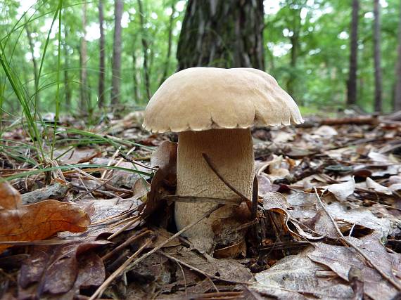 hríb dubový Boletus reticulatus Schaeff.