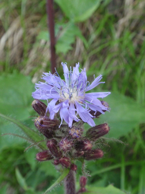 mliečivec alpínsky Cicerbita alpina (L.) Wallr.