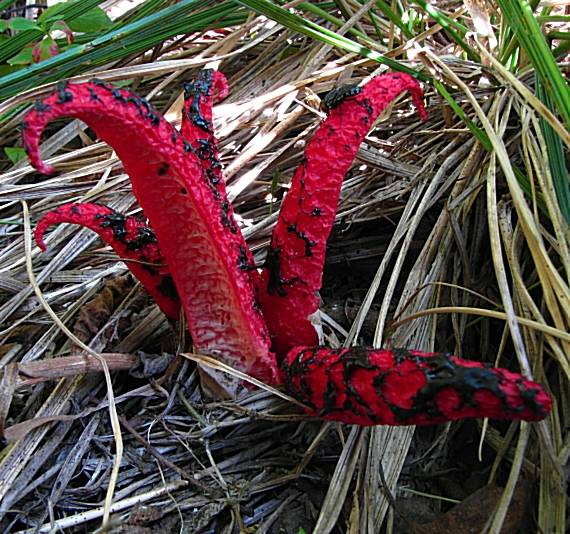 mrežovka kvetovitá Clathrus archeri (Berk.) Dring