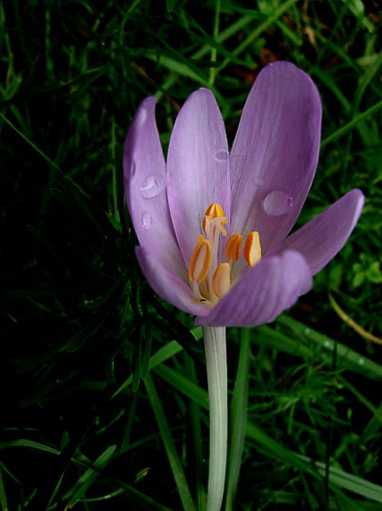 jesienka obyčajná Colchicum autumnale