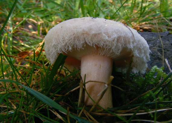 rýdzik chĺpkatý Lactarius pubescens (Fr.) Fr.