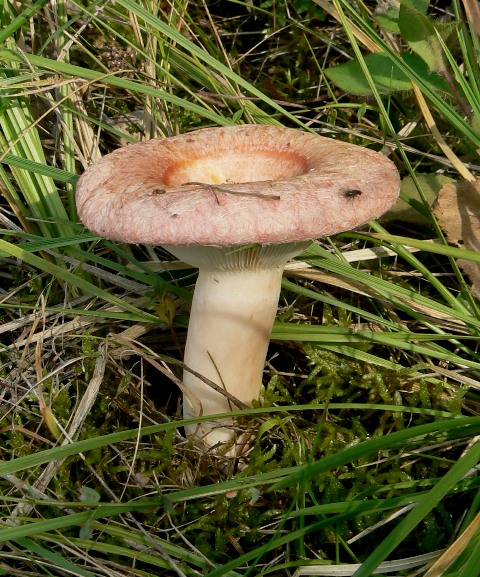 rýdzik kravský Lactarius torminosus (Schaeff.) Gray