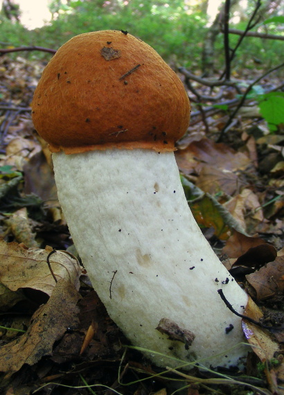 kozák osikový Leccinum albostipitatum den Bakker & Noordel.