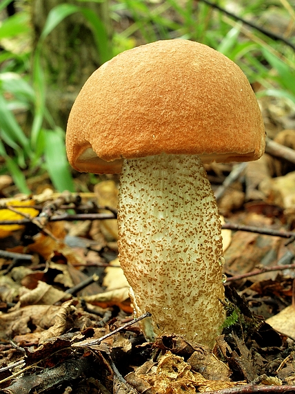 kozák dubový Leccinum aurantiacum (Bull.) Gray