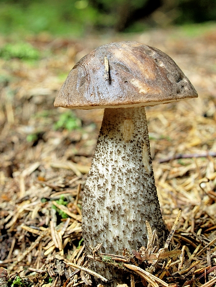 kozák čierny Leccinum melaneum (Smotl.) Pilát & Dermek