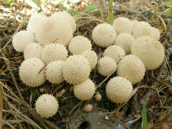 prášnica bradavičnatá Lycoperdon perlatum Pers.