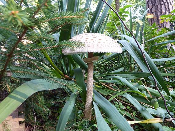 bedľa vysoká  Macrolepiota procera var. pseudo-olivascens  Bellù & Lanzoni