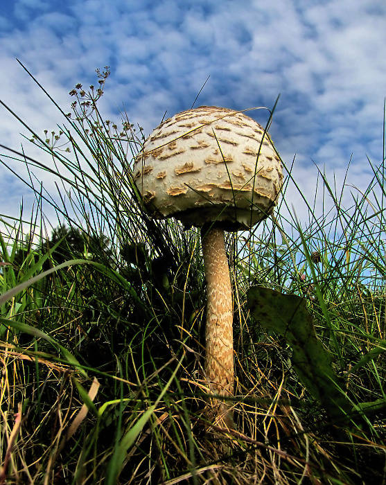 bedľa vysoká Macrolepiota procera (Scop.) Singer