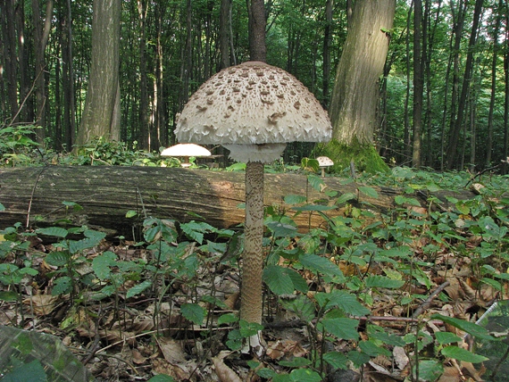 bedľa vysoká Macrolepiota procera (Scop.) Singer