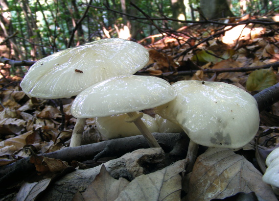 sliznačka obyčajná Mucidula mucida (Schrad.) Pat.