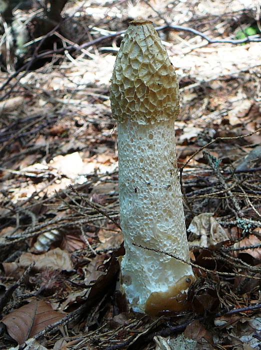 hadovka smradľavá Phallus impudicus L.