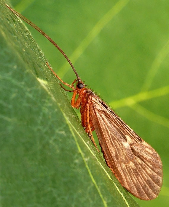 potočník Potamophylax cingulatus Stephens, 1837