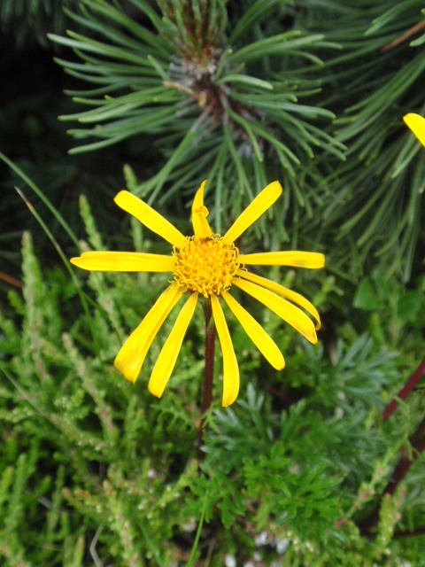 starček abrotanolistý Senecio abrotanifolius L.