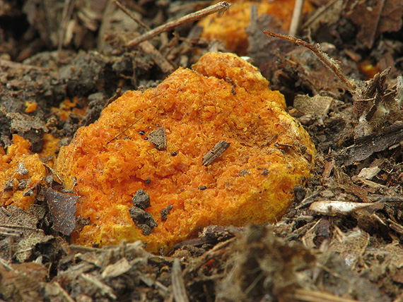 mäsovica oranžová Stephanospora caroticolor (Berk.) Pat.