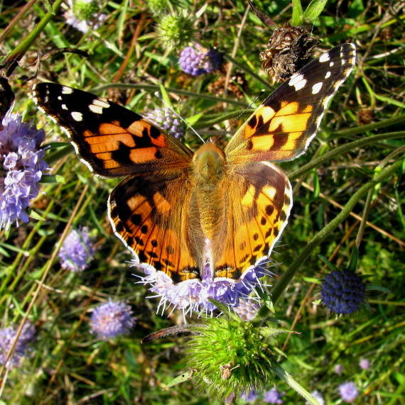 babôčka bodliaková  Vanessa cardui