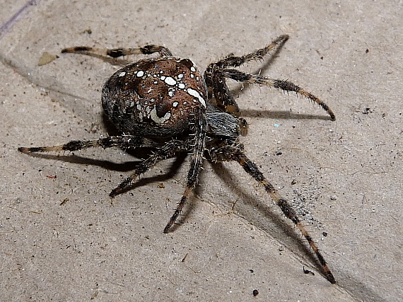 križiak obyčajný Araneus diadematus