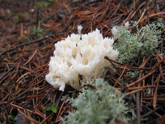 korunkovec svietnikovity ? Artomyces pyxidatus  (Pers.) Jülich