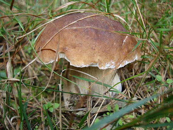 hríb smrekový Boletus edulis Bull.