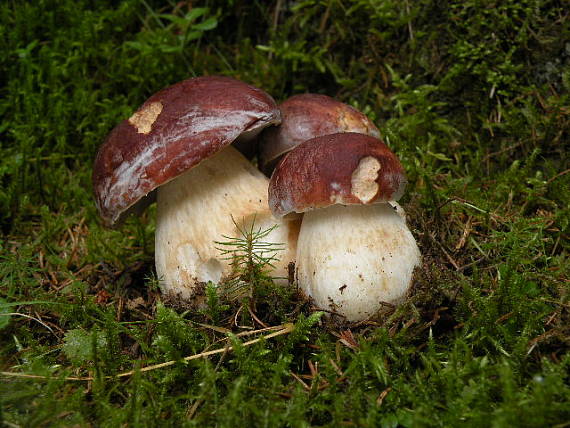 hríb sosnový Boletus pinophilus Pil. et Dermek in Pil.