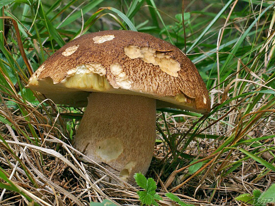 hríb dubový Boletus reticulatus Schaeff.