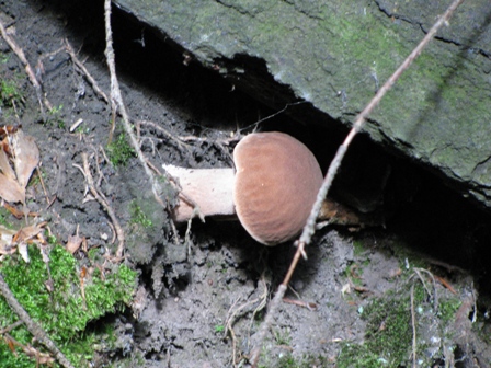 hríb dubový Boletus reticulatus Schaeff.