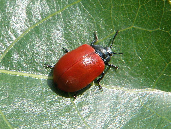 liskavka topoľová Chrysomela populi