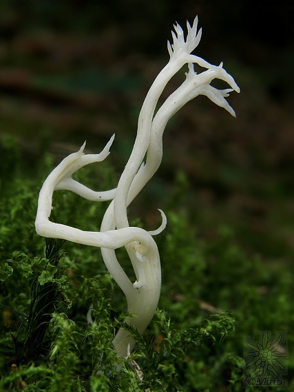 konárovka hrebenitá Clavulina coralloides (L.) J. Schröt.