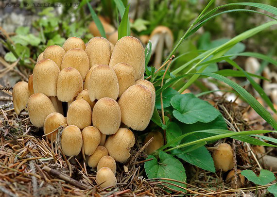 hnojník ligotavý Coprinellus micaceus (Bull.) Vilgalys, Hopple & Jacq. Johnson