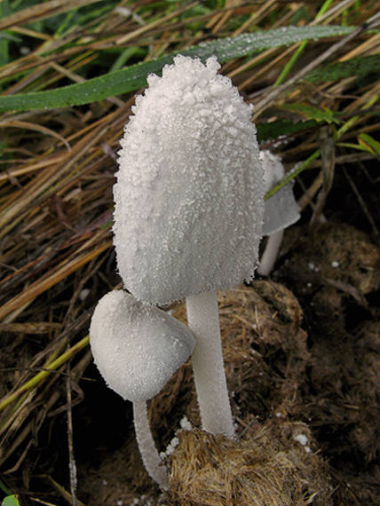 hnojník snehobiely Coprinopsis nivea (Pers.) Redhead, Vilgalys & Moncalvo